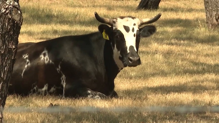 New World screwworm restrictions lifted in parts of the Hill Country as outbreak response continues