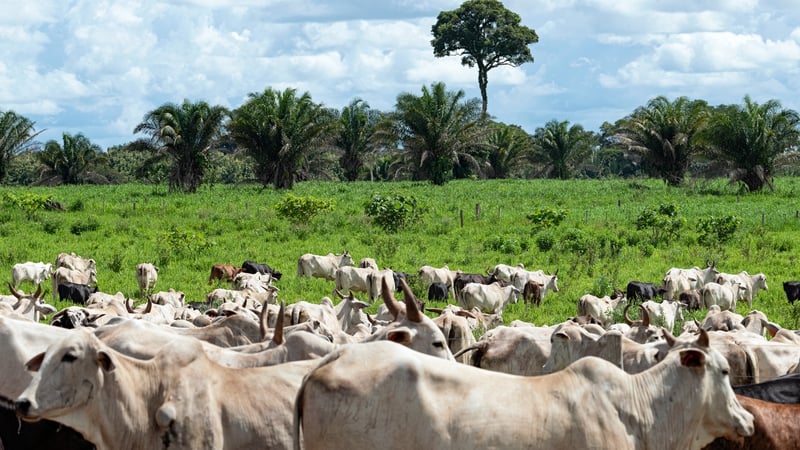 EU ban on Brazilian beef 'very significant decision'
