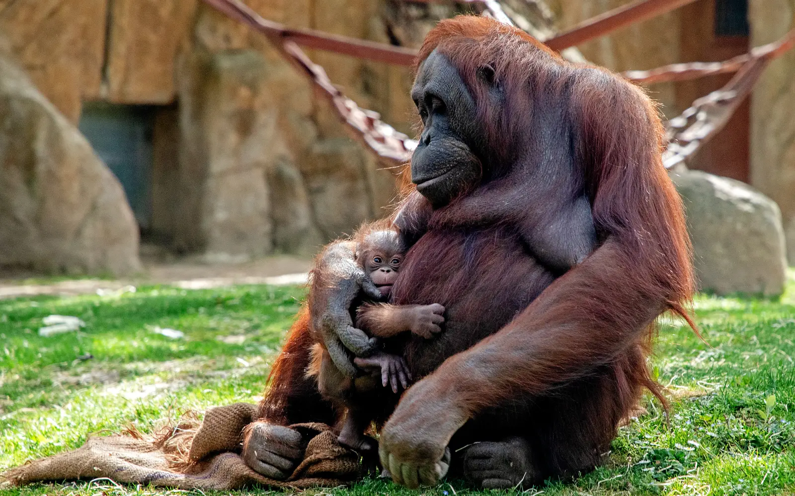 Indonesia rescues 11 orangutans as wildfire approaches rehabilitation centre