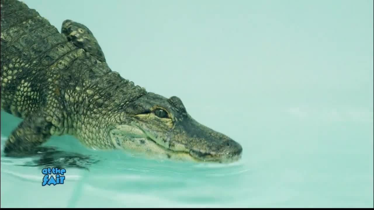 5 on the Farm: Reptiles