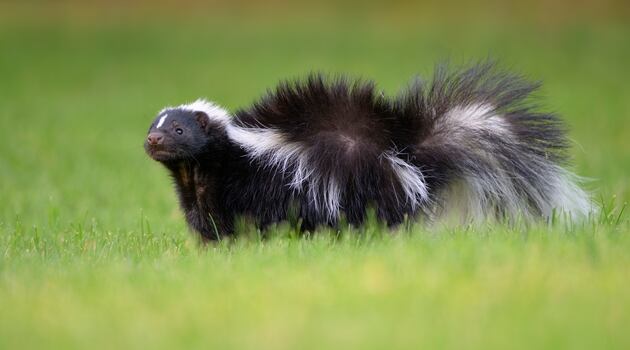 Release of non-native skunks in Co Kildare being investigated