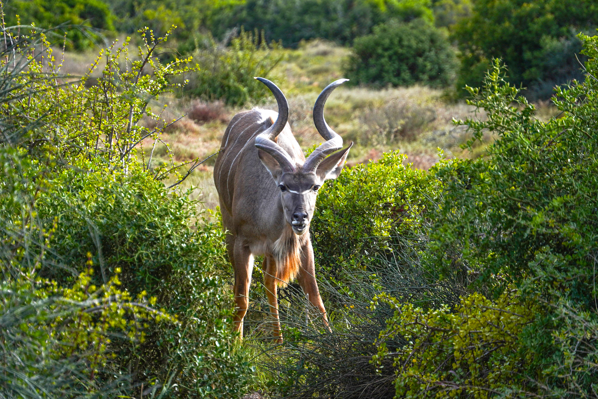 South Africa’s new gold rush: Big promises, closed books in new carbon frontier