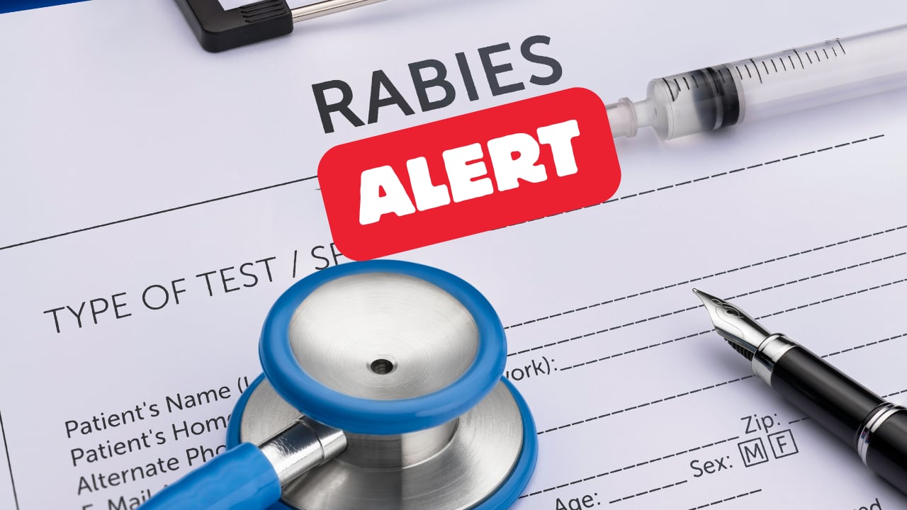 DOH issues 60-day rabies alert after raccoon test in Melbourne