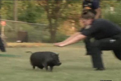 One of two loose pigs captured in Detroit neighborhood