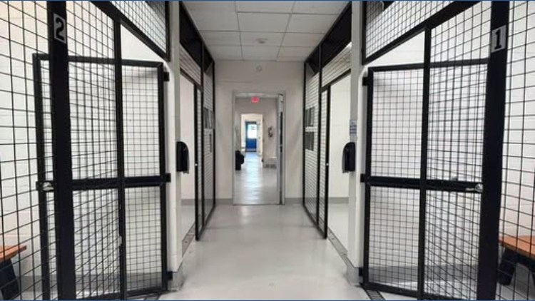 330 pets find homes in Tampa Bay during 'Clear the Shelters' campaign