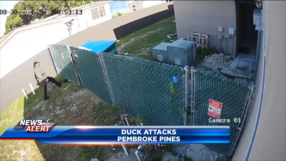 Alarming videos posted online show man abusing, killing ducks in Pembroke Pines