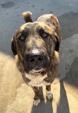 Stokes County, SBI investigate fatal shooting of dog by off-duty Winston-Salem officer