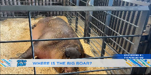 The Swine at the Fair