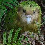 Critically Endangered Species Can Come Back, If We Care Enough to Try