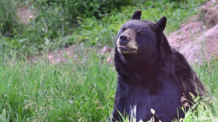 Food delivery for hungry bears? Wildlife officials said it's not a good idea