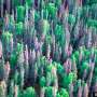 Satellites spot forest stress two years before bark beetle die-offs become apparent