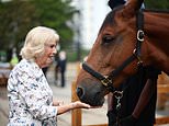 Camilla meets the late Queen's fell ponies - after two royal horses were gifted to London riding school