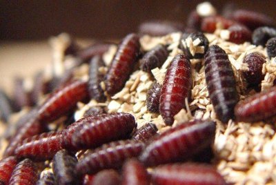 FDA issues emergency approval for 2 drugs against screwworm in pets