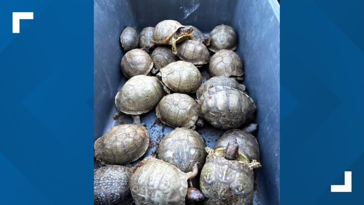 Nearly 200 turtles and tortoises rescued after an attempted FedEx shipment in North Texas