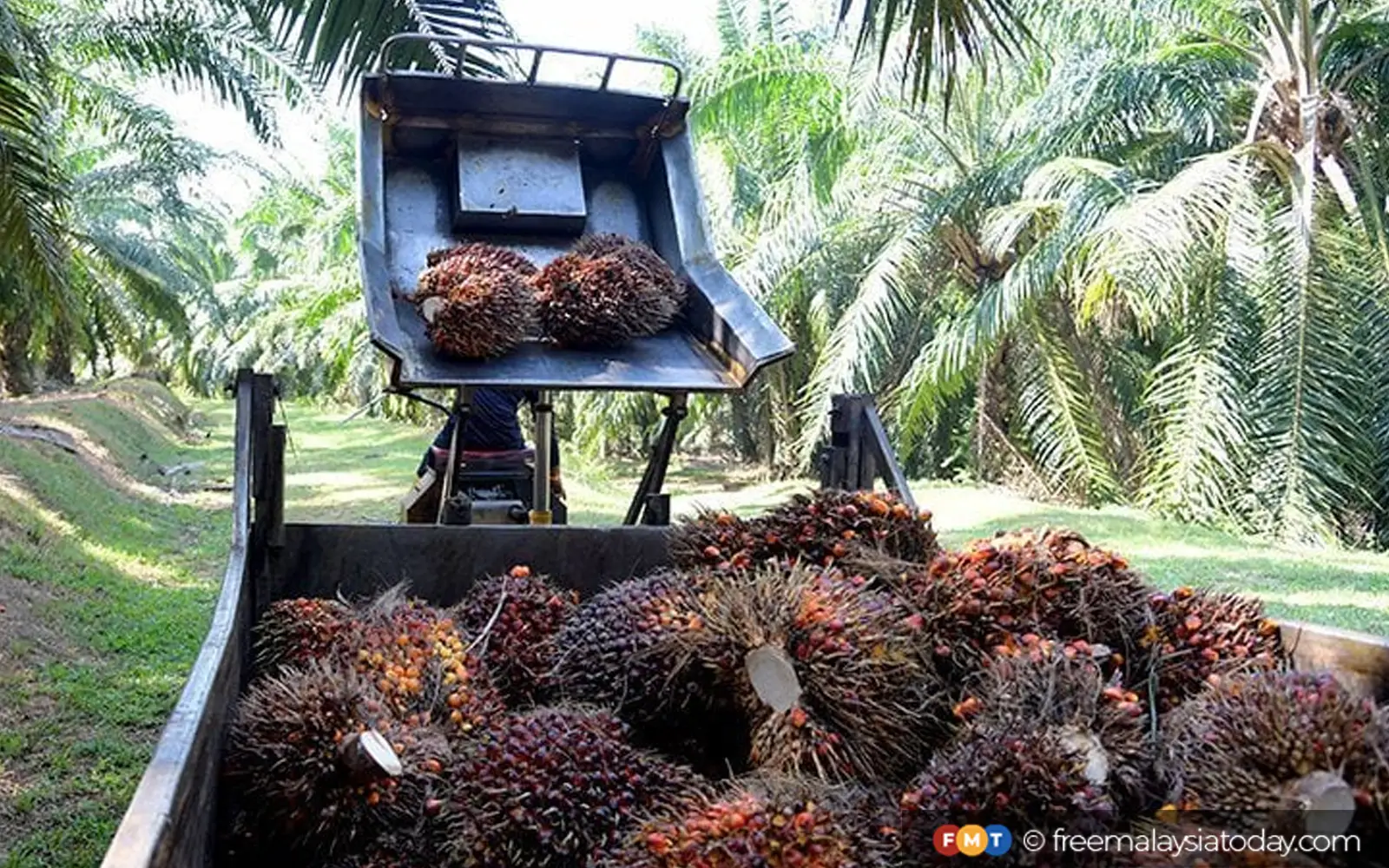 Malaysian palm oil exports fell in August on weak demand from India