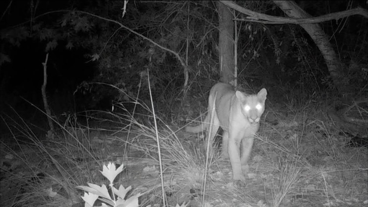New mountain lion sighting reported at Mission Trails Regional Park