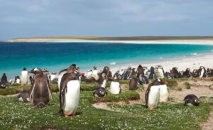 Chile opens new shipping link to Falkland Islands