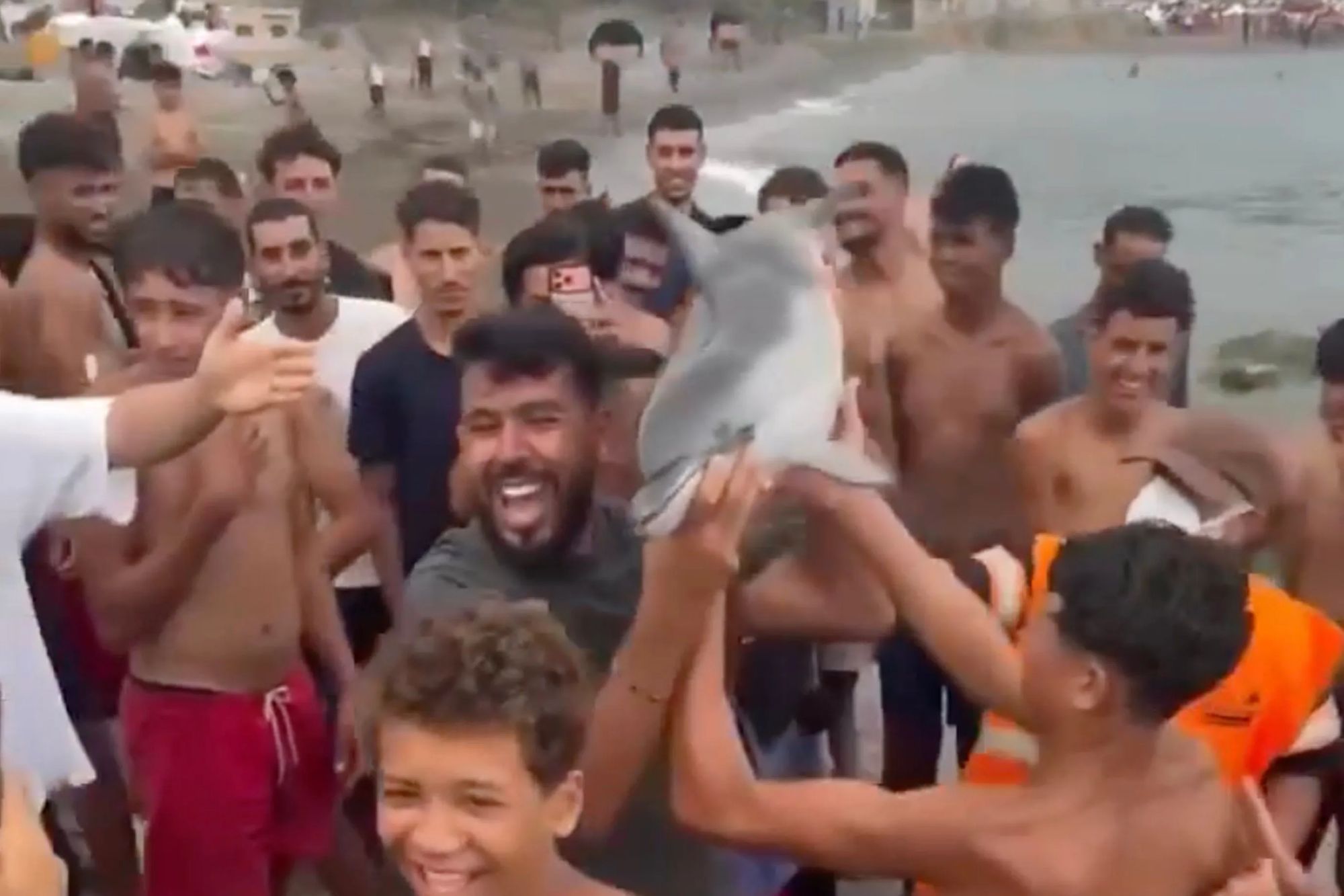 Sickening moment Ceuta migrants drag baby dolphin from sea & hold it like trophy before ‘beating it to death with stick’