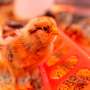 Researchers test far-ultraviolet light to prevent bird flu in poultry