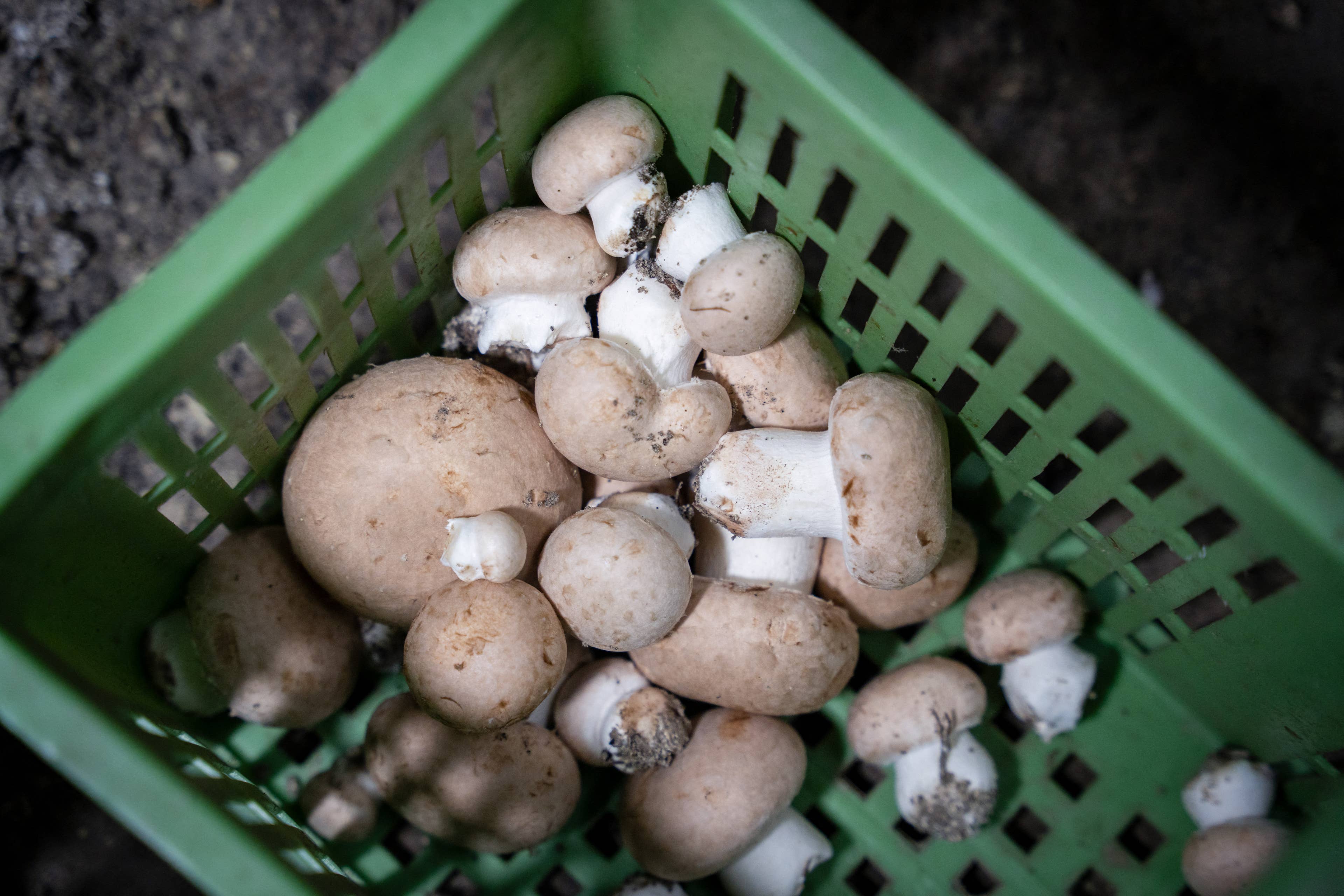 Mushroom penny stock surges 350% for a bizarre reason