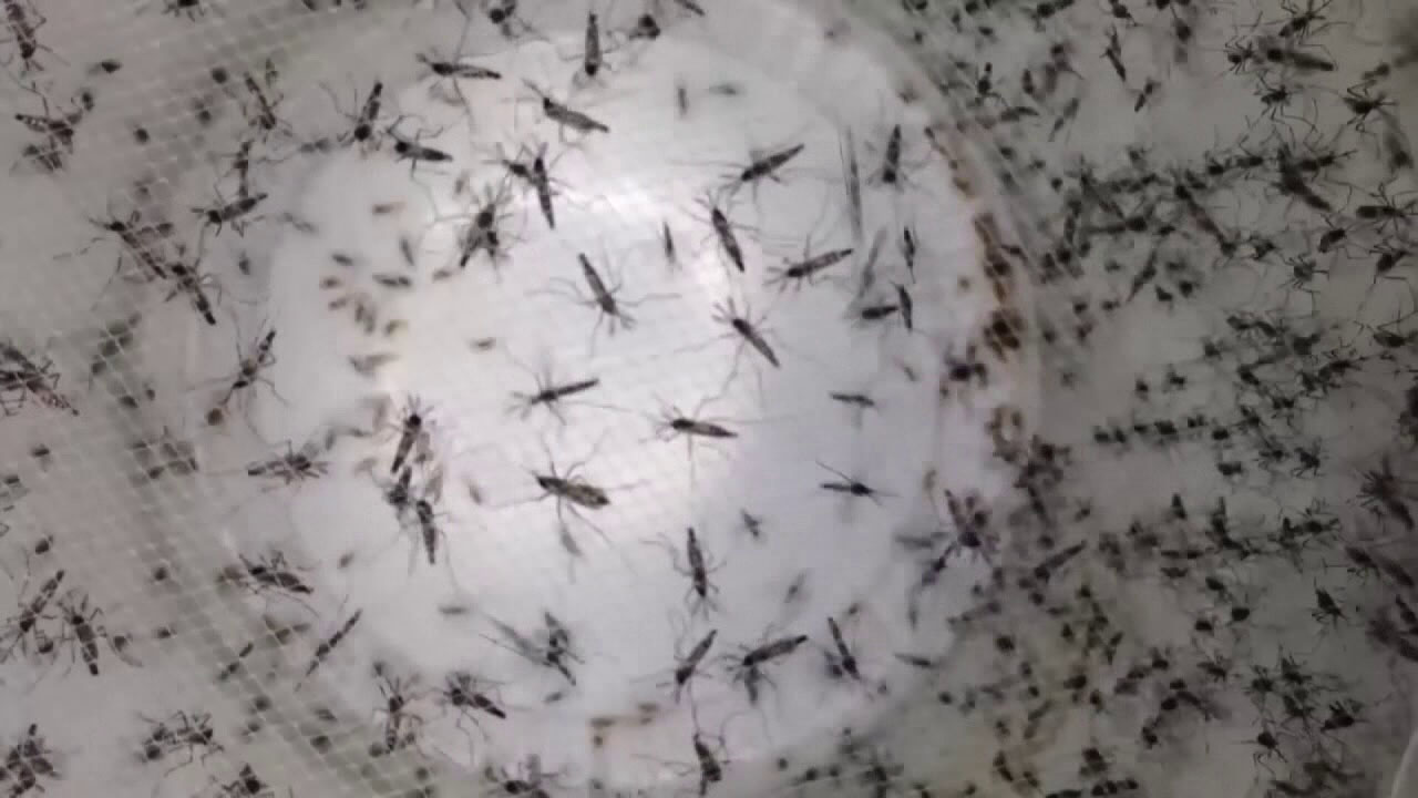 Dengue fever: Locally acquired cases surge to 65 across Bay Area