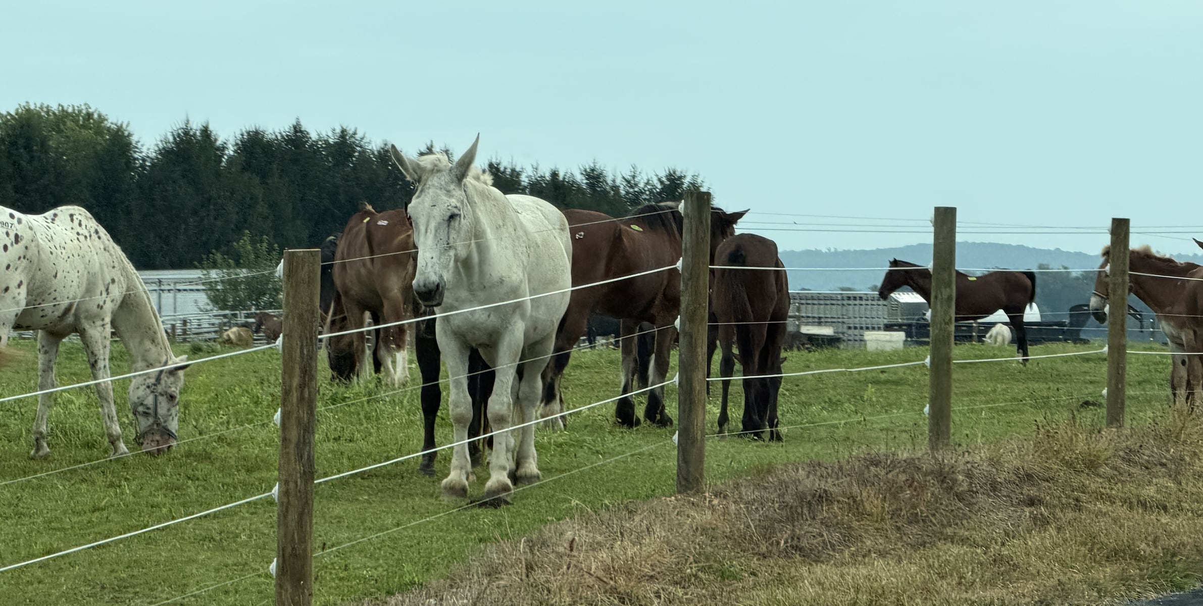 Troopers stop truck in North Country illegally taking 25 horses to Canada for slaughter