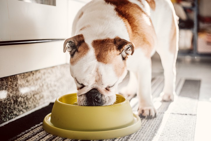 Pet food recalled for Salmonella and Listeria risks: FDA