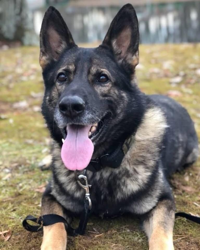 Pineville Police mourns the loss of K-9 Ciro