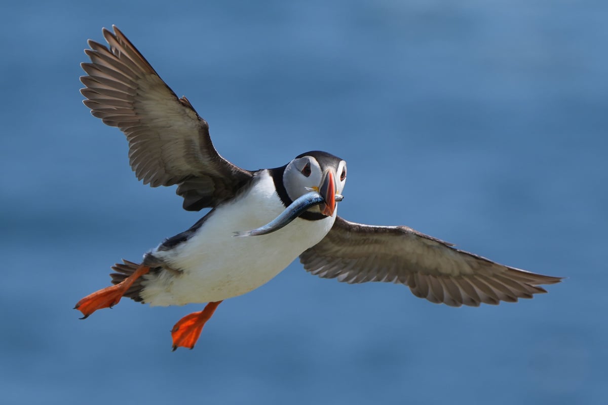 Puffin numbers fall on Scottish island amid climate change concerns