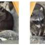 Critically endangered pygmy raccoons observed making their own paper toys