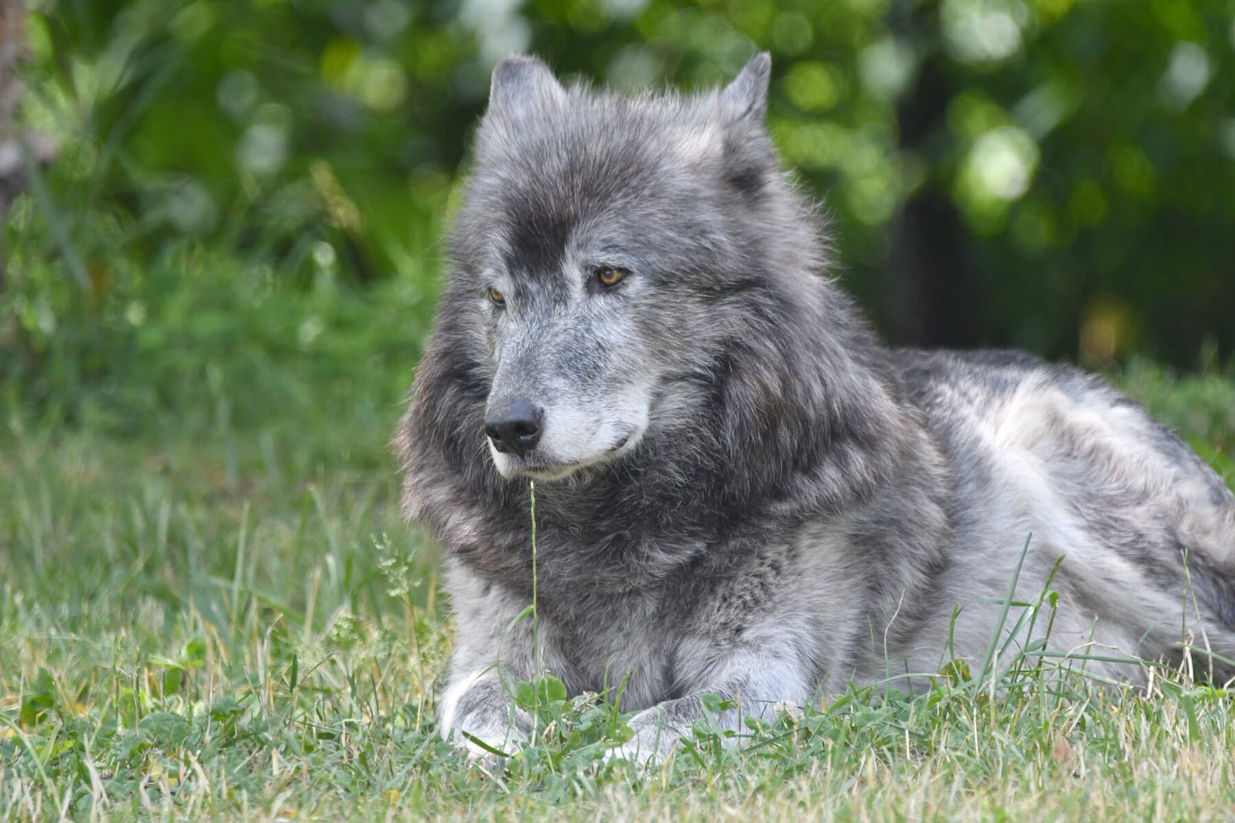 Caring, playful gray wolf dies at Detroit Zoo after arthritis decline