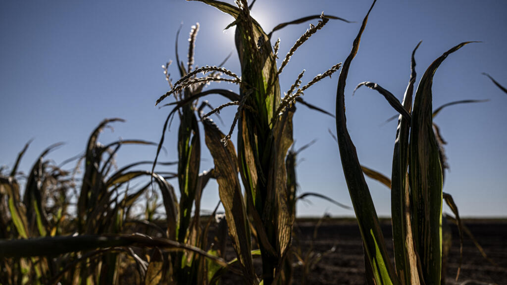 France announces €1 billion aid for farmers after climate-hit summer
