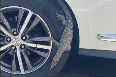 Watch: Large, aggressive lizard wrangled in Mass. parking lot