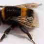 Since the 1980s, climate change has increasingly altered European bumblebee habitats