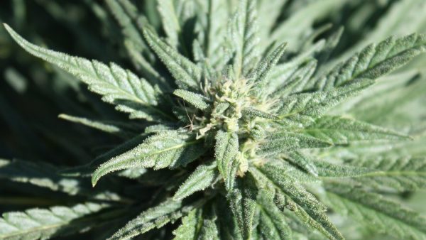 Regulators Knew This Marijuana Product Was Harming People. It Stayed on Shelves for More Than a Year.