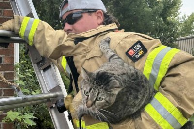 Look: Firefighters rescue cat stranded on roof of Connecticut home