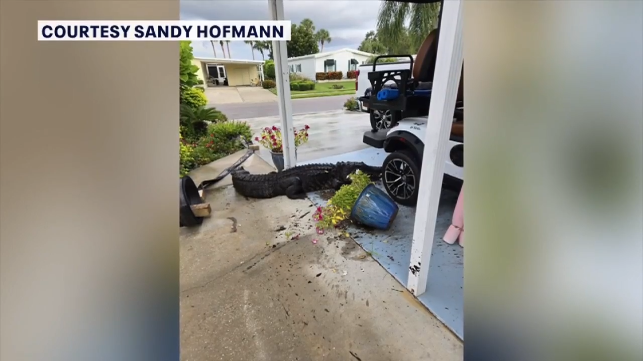 Pennsylvania couple greeted by 8-foot gator outside new Sarasota-area home after recent move