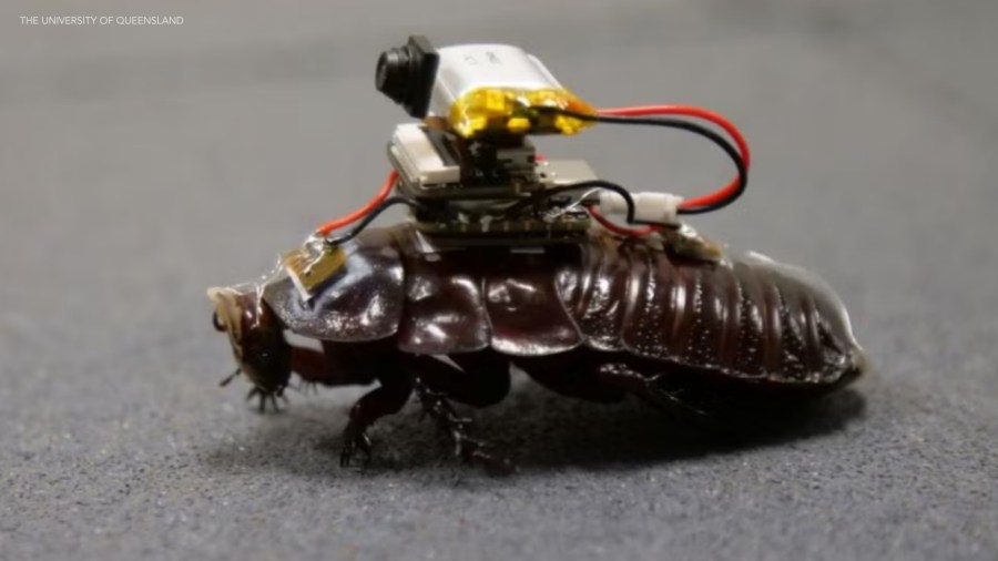 Scientists are turning cyborg cockroaches into tiny rescue teams