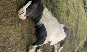 Horse nearly dies after being fed dangerous food by campers