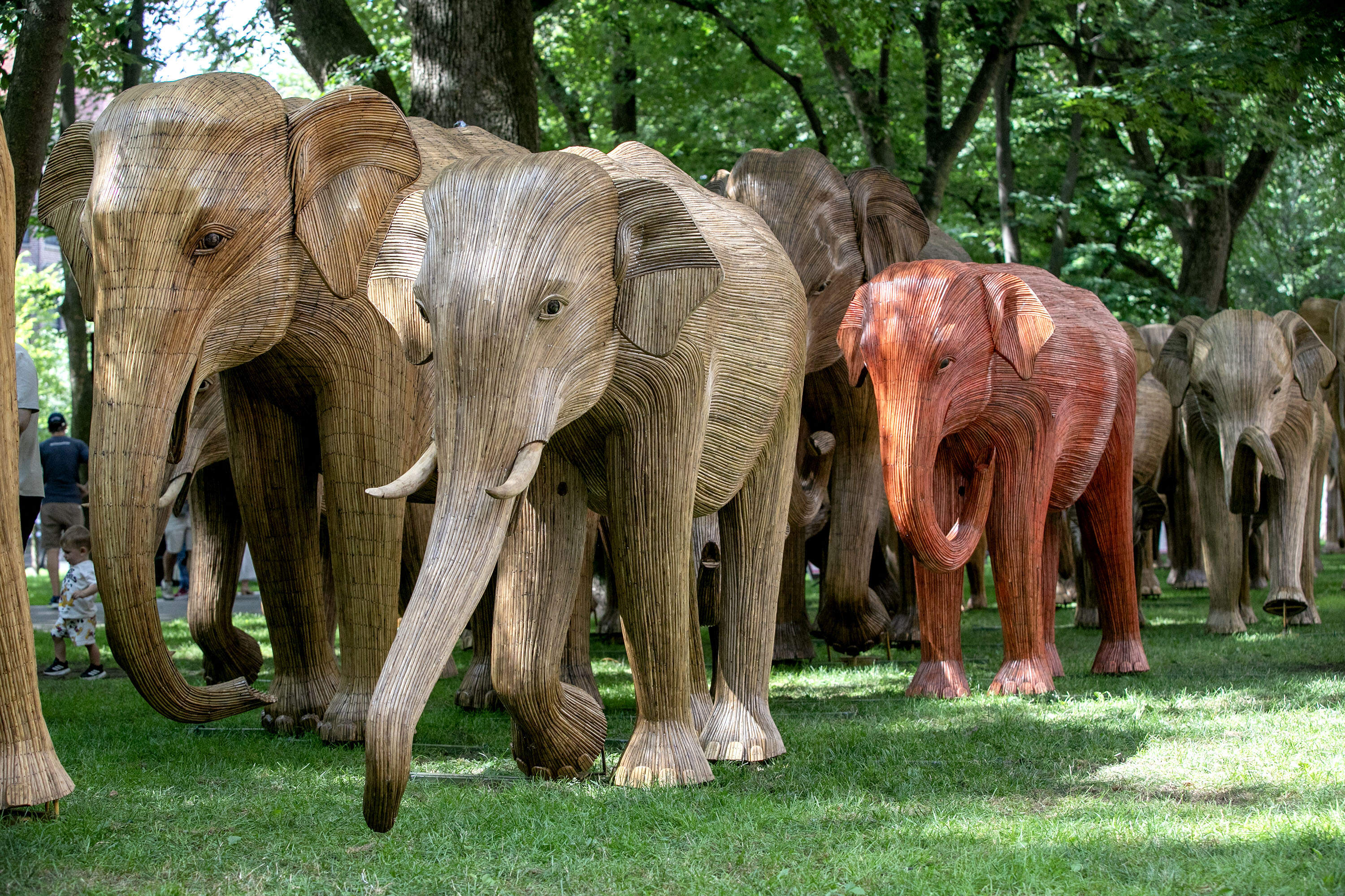 What elephants can remind us about ourselves