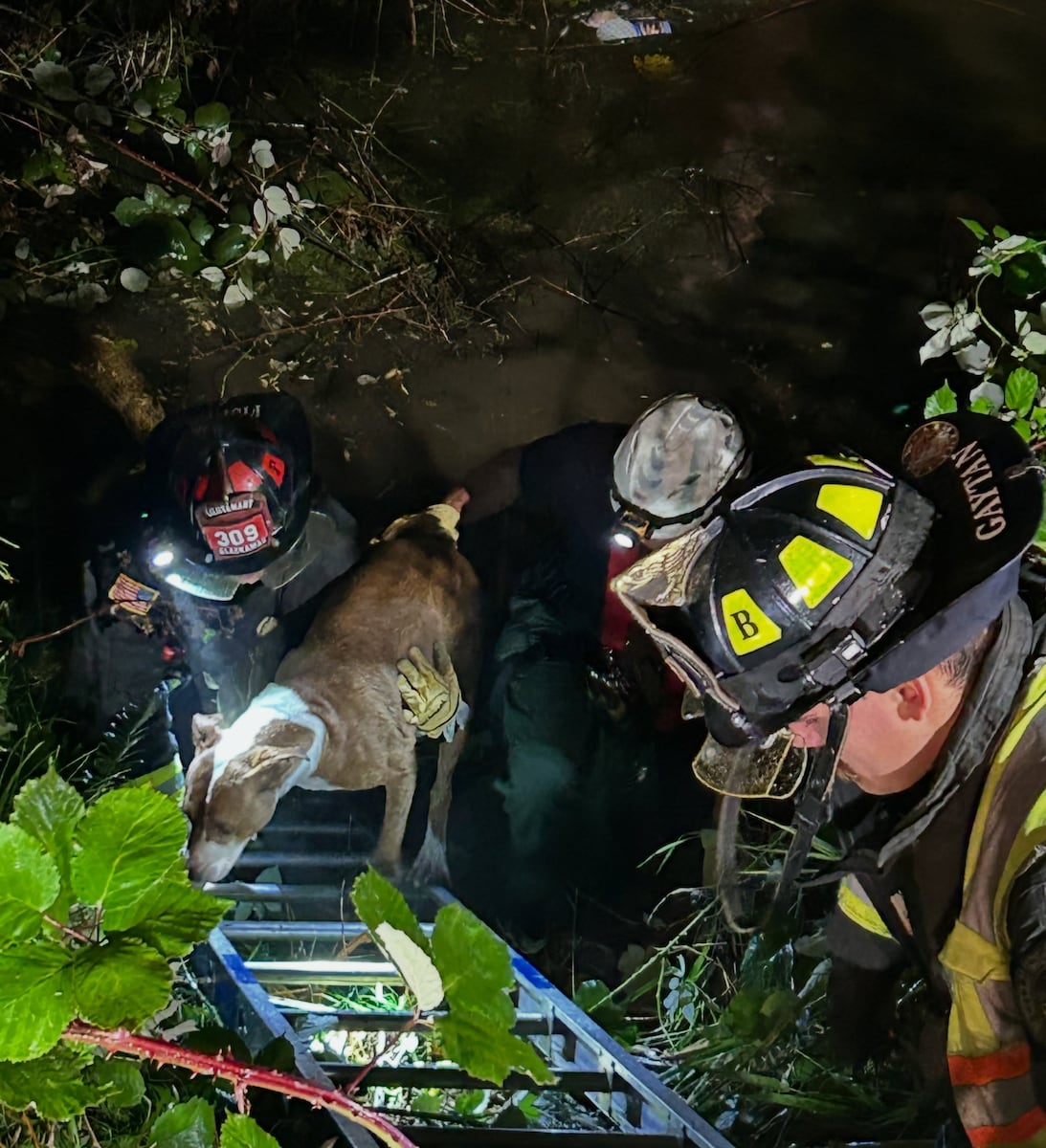 3 people, 4 pets rescued from car sinking in Oregon City creek after crash