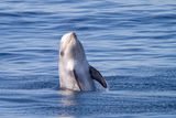 Octopus Clinging to a Risso’s Dolphin May Offer Clues to Southwest England’s Remarkable Octopus Boom