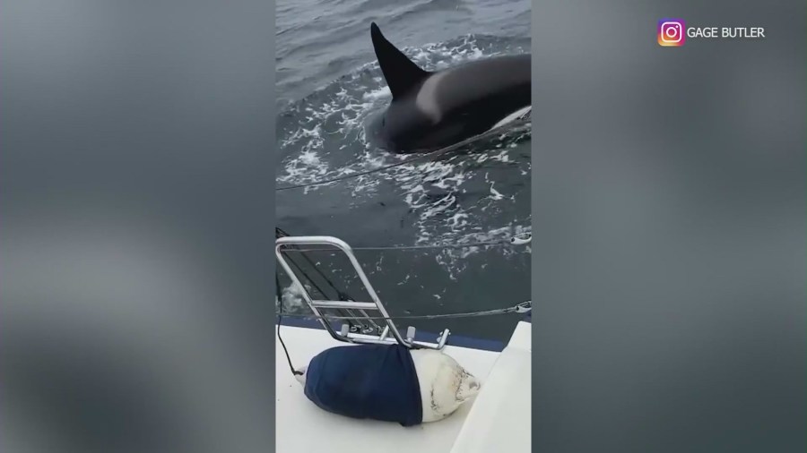 Pod of orcas repeatedly rams sailboat off the coast of Spain
