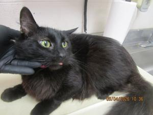 Meet Jiji: Pet of the Day