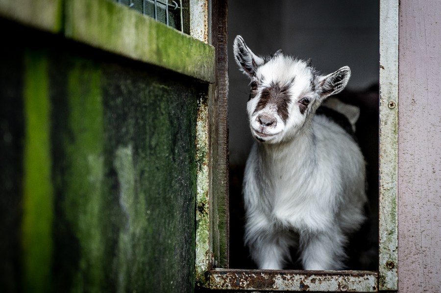 More than 200 people across North Carolina exposed to rabid baby goats from petting zoo