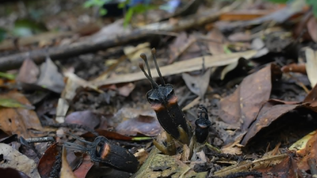 Rare 'devil flower' with no leaves found in Thai forest