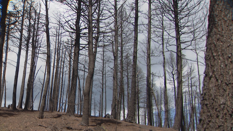 Federal disaster aid approved for Colorado counties affected by Aspen Acres and Gold Mountain Fires