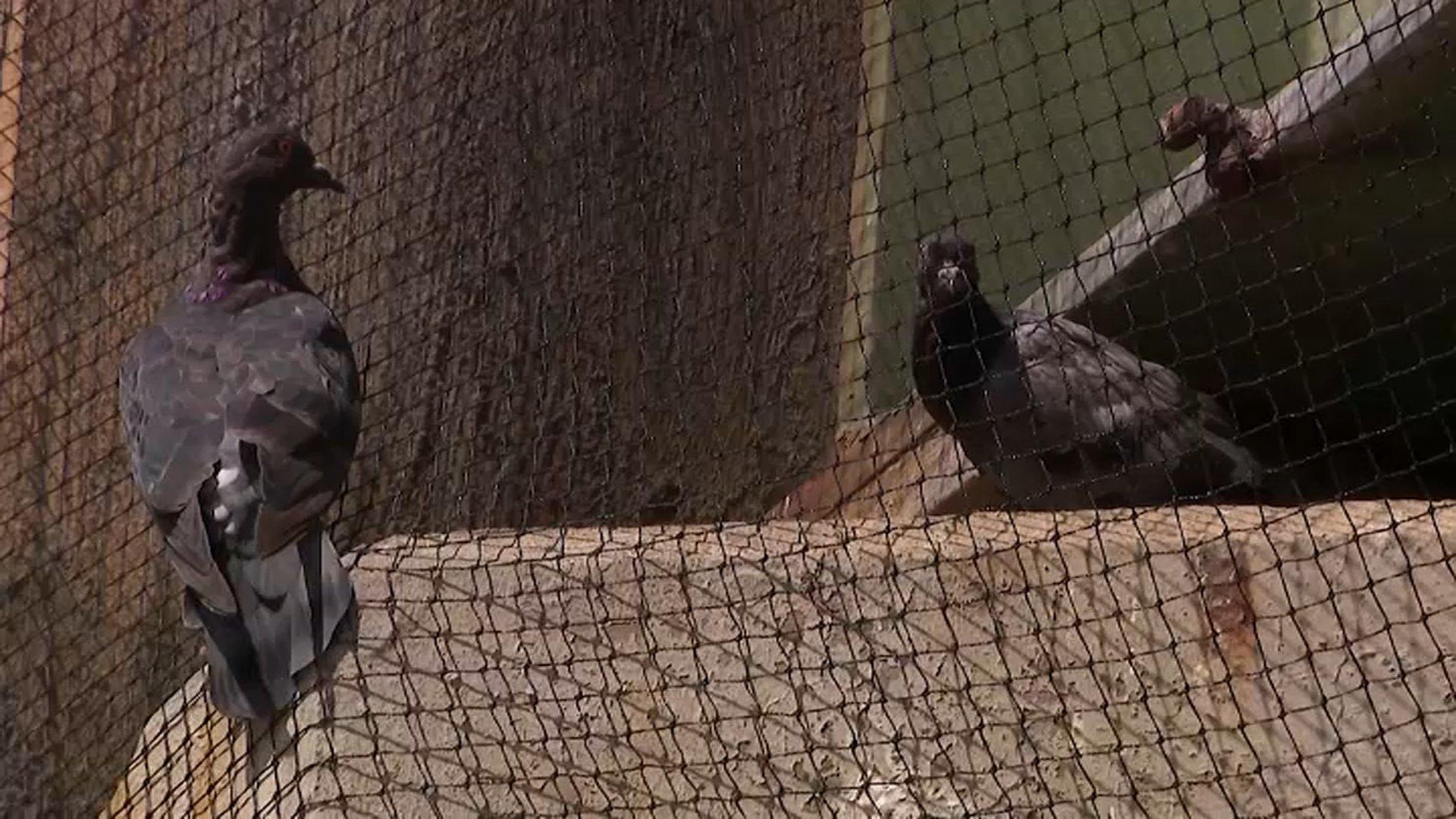 Net under NJ bridge was meant to keep pigeons away. Instead, birds are trapped inside