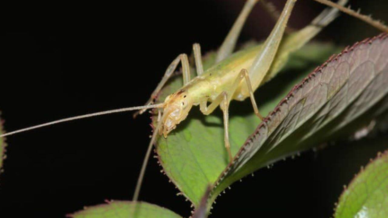 Scientists use lasers and AI to hear how Jurassic insects may have sounded