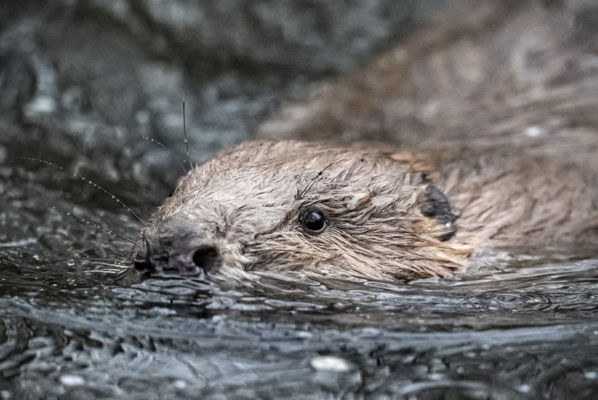 Beavers released into wild on Exmoor form blossoming bond